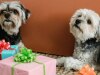 OMG so buying your dog a gift may actually improve your mood. Image: Pexels