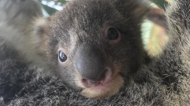 Cute much?! Phoenix takes a look at the world from her mum’s pouch.