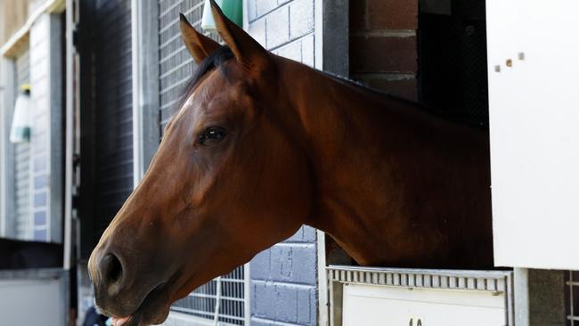 Lazzat has spent the past few weeks at Canterbury Park. Picture: Jonathan Ng