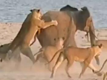 Elephant survives mass lion attack