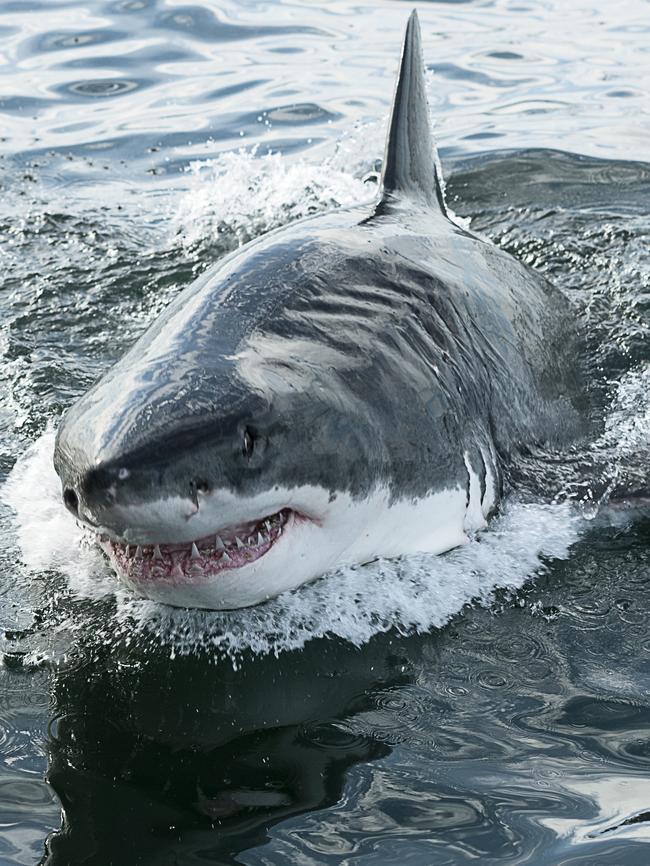 An endangered great white shark breaches the water.