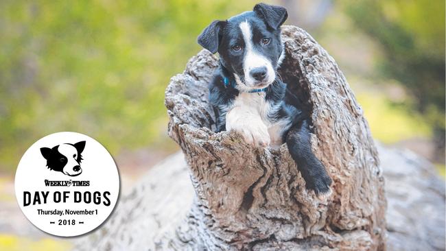 Tomorrow is our annual celebration of man’s best friend.