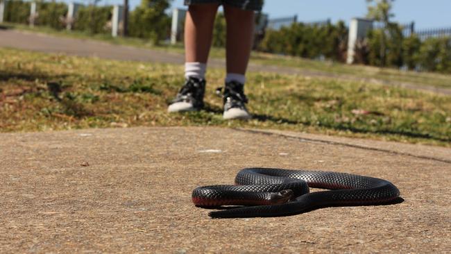 A 1.2m red bellied black snake acaught on Buckleys Rd, Winston Hills.