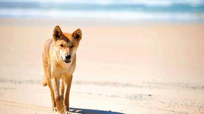 One of the well renowned dingoes of Fraser Island. Photo Lauren Bath/Tourism and Events Queensland. Picture: LAUREN BATH