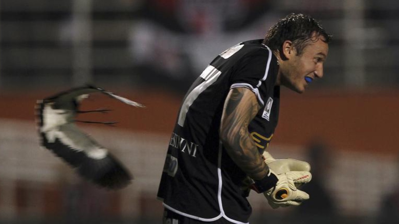 A bird flies past goalkeeper Cristian Vampestrini of Argentina's Arsenal Sarandi during their Copa Libertadores match against Brazil's Sao Paulo, in Sao Paulo, Brazil, March 2013. Picture: Reuters