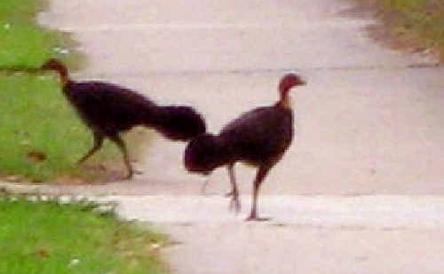 Kate Benecke, of Ballina, took this photo of bush turkeys in Martin Street, Ballina.