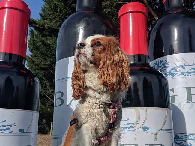 Dogs can tag along to three of Gourmet Pawprints’ wine trails.