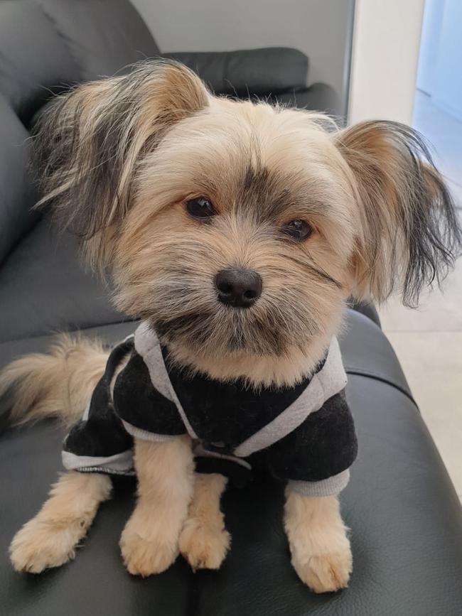 Winston, sent in by Charmaine Elies, Salisbury.
