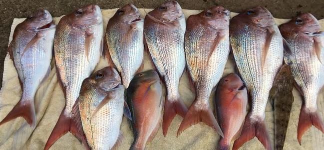 The State Government has proposed two drastic options to protect dwindling snapper stocks — a statewide closure for three years, or a closure for all waters except those in the South-East for a restricted period for the next three years.