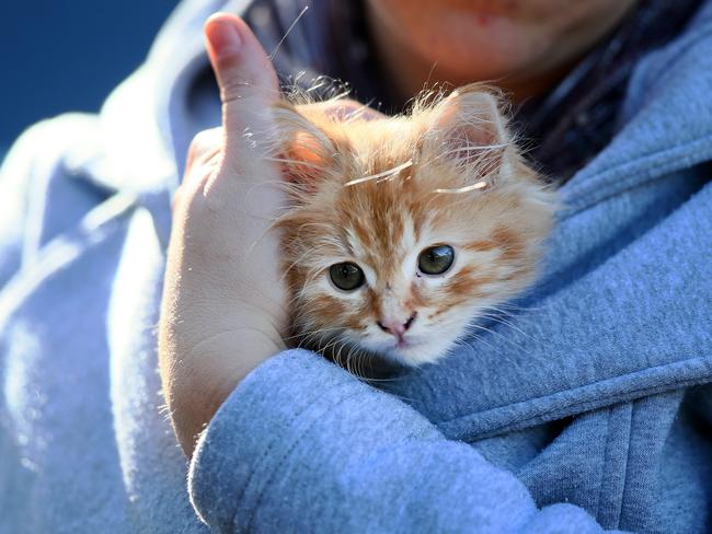 Council says cats will be accepted if they are caught in a “prohibited area”. Picture: Sue Graham