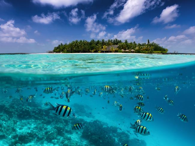 ESCAPE Split view to a tropical island with colorful fish in the turquoise sea, coconut palm trees and deep blue sky in the Maldives islands iStock