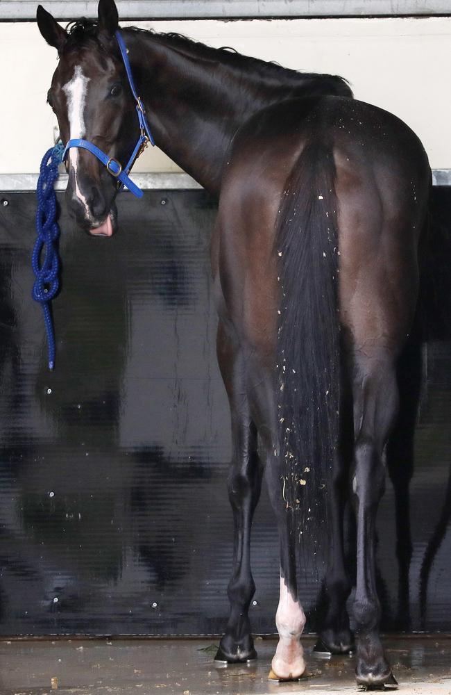 If Cox Plate favourite Lys Gracieux has her way, this is the only view her rivals will see.