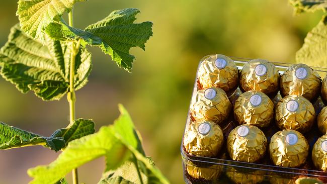 Nutty future: Ferrero Group’s $70 million orchard under construction at Dellapool near Narrandera in southern NSW.