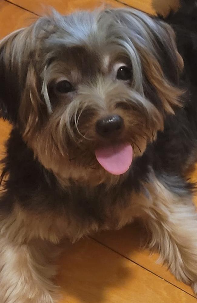 Shellie: Leesa Teske's 1 year old Australian Silky Terrier