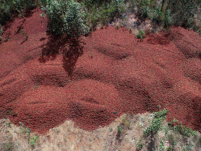 Dumped Strawberries at Donnybrook Berries at Elimbah in Queensland.