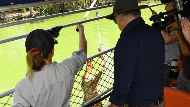 Anthony Albanese visits Crocodylus park and attends a jumping crocodile tour. Picture Katrina Bridgeford.