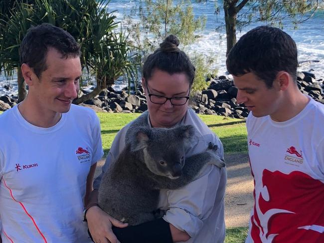 Team England Triathletes Alistair and Jonny Brownlee atBurleigh Heads on the Gold Coast. With Bunker the Koala and a handlerfrom Currumbin Wildlife.