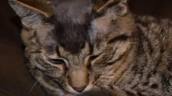 Shaved with its whiskers cut ... Turbo, the one-year-old cat. Picture: Facebook