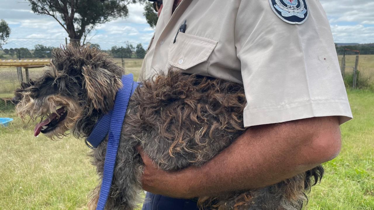 Four Paws says conditions at puppy farms can be substandard. Picture: RSPCA