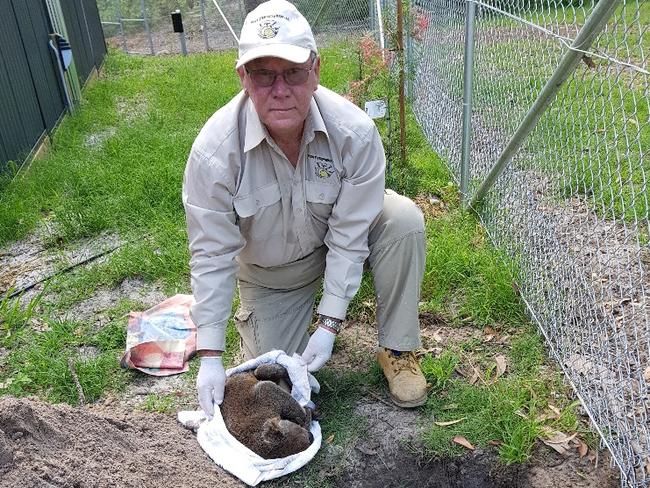 Ron Land, President of the Port Stephens Koala Hospital, buries a koala. Picture: Supplied