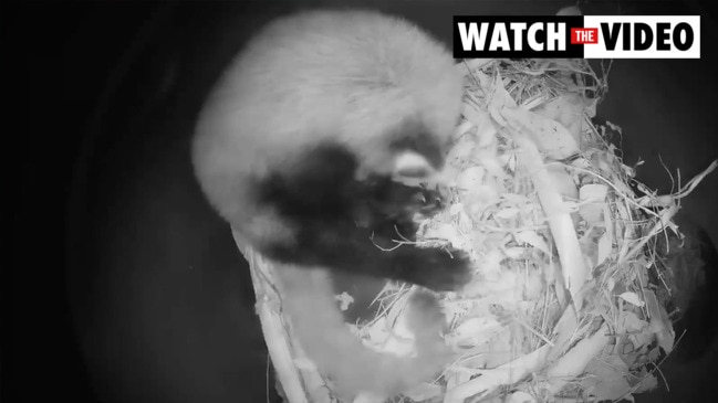 Panda cub cam