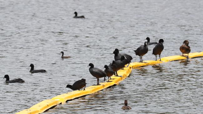 Black Swan Lake birdlife yesterday. Photo by Richard Gosling