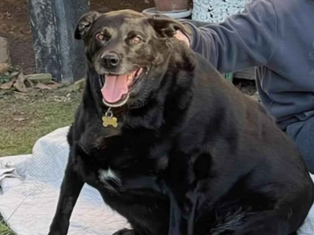 Overweight store chocolate lab