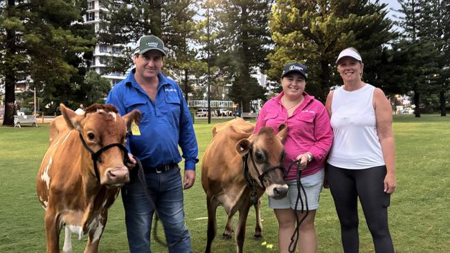 Left to right: Macy, Thomas Brook, Lucy, Cynthia Brook, Natalie Geard. Cows on the beach at the Gold Coast as for the Bega milk run, as part of the Australian Dairy Conference. Picture: Jacklyn O'Brien.