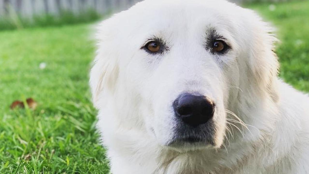 Lady chilling in her backyard in Pimpama. Lady is a Maremma Sheepdog and is the most placid and gentle dog I’ve ever come across. She loves pats and is very lazy and we love her so much! Picture: Lisa Ross