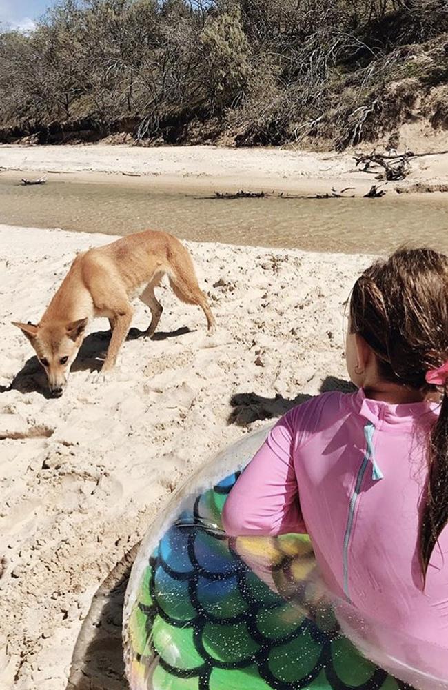 Instagram image of a dingo on Fraser Island. Over the school holiday period, rangers and traditional custodians visited more than 215 campsites to reinforce safety messaging.