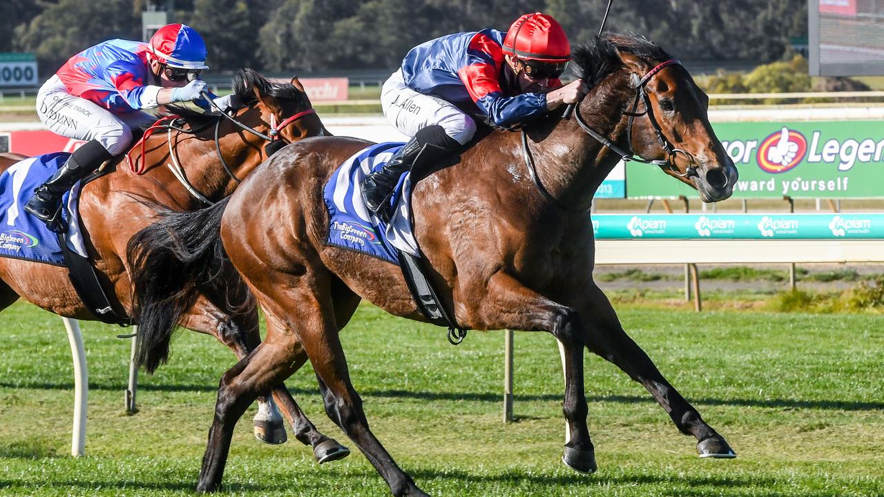 The Archie Alexander-trained Bold Manner can return to winning ways with a softer run at The Valley on Friday night. Pictue : Racing Photos via Getty Images.