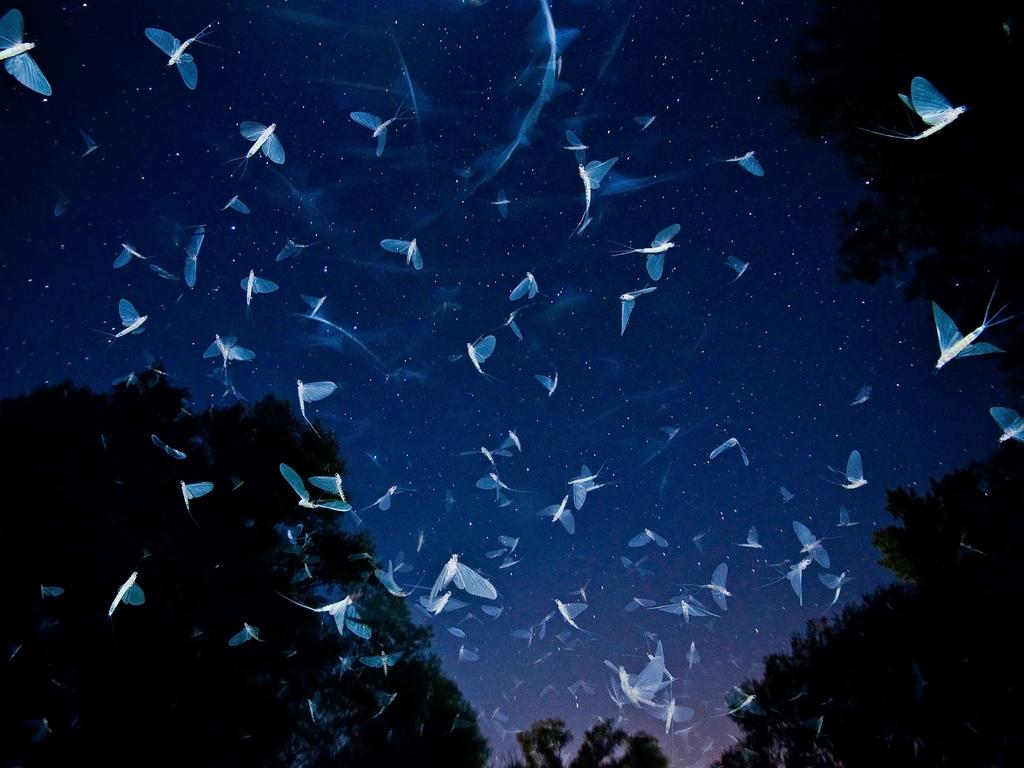 “The mass swarming of Danube mayfly (Ephoron virgo) in Raba and Danube rivers is one of the most exciting phenomenon for me.” Picture: Imre Potyó, Hungary, Shortlist, Open Nature and Wildlife, 2016 Sony World Photography Awards