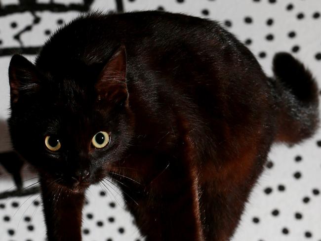 Black Halloween cat Drake at the Animal Welfare League, Coombabah. Black animals are harder to get adopted. Photo: Kit Wise