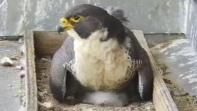 The Peregrine Falcon nests at 367 Collins Street Melbourne. Supplied image