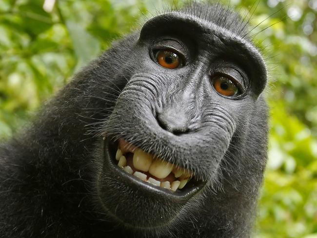 This 2011 photo provided by People for the Ethical Treatment of Animals (PETA) shows a selfie taken by a macaque monkey on the Indonesian island of Sulawesi with a camera that was positioned by British nature photographer David Slater. The photo is part of a court exhibit in a lawsuit filed by PETA in San Francisco on Tuesday, Sept. 22, 2015, which says that the monkey, and not Slater, should be declared the copyright owner of the photos. Slater has argued that, as the “intellect behind the photos,” he is the copyright owner since he set up the camera so that such a photo could be produced if a monkey approached it a pressed the button. (David Slater/Court exhibit provided by PETA via AP)