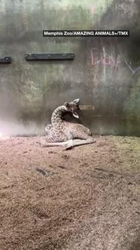 Sleepy baby giraffe can't keep himself awake