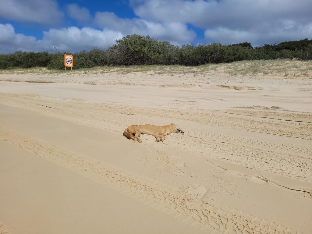 The dingo (wongari) was discovered by rangers on Eurong beach near a 40km/hour sign.