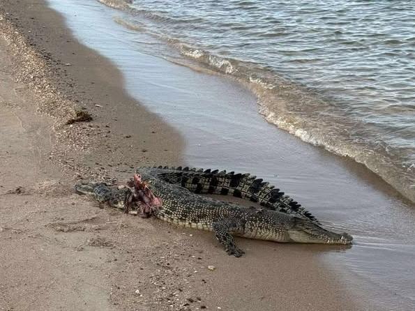 Photo taken by Darwin resident Hamish Roberts shows the croc with a large wound before being taken by a shark.