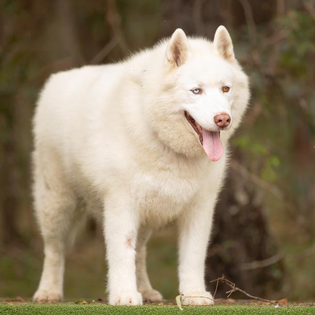 Siberian Husky Blaze at the AWLQ shelter in Coombabah.