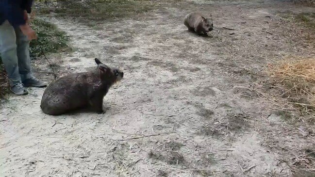 wombat baby carriage
