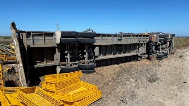 Approximately 1600 chickens died or were euthanised after a semi-trailer rolled on the corner of Kepa and Schultz roads near Murray Bridge. Picture: Supplied