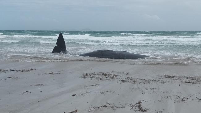 Five sperm whales died after stranding on Marshall Bay Beach on Flinders Island. Picture: Department of Natural Resources and Environment Tasmania