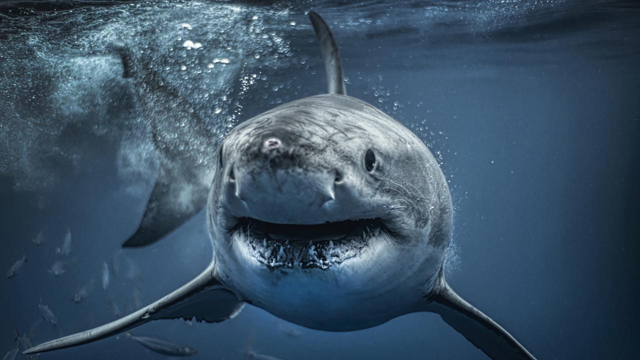 Muscly great white shark with six-pack spotted by diver in Mexico