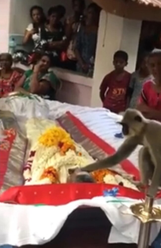 Footage captured the heartbreaking moment a monkey says goodbye to his human friend. Picture: CEN/Australscope