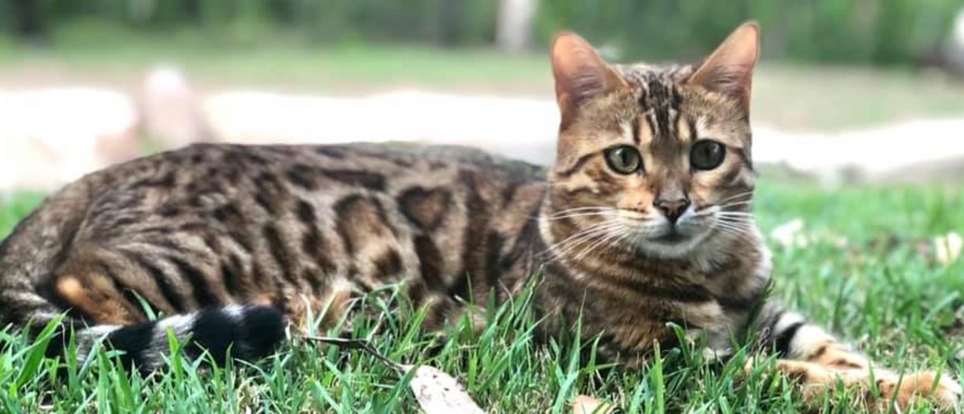 Rory my precious Bengal. Picture: Tracey Caruana. 