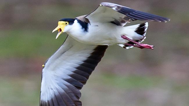 A Spur-Winged Plover (also known as a Masked Lapwing). Picture: Jay Town