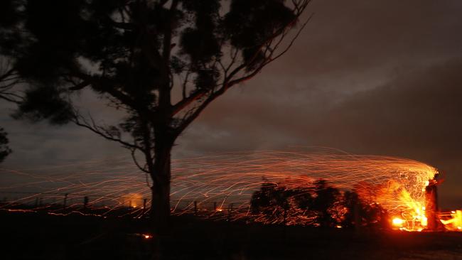 A tree burns in the Pinery fire near Wasleys. Picture: Tony Virgo