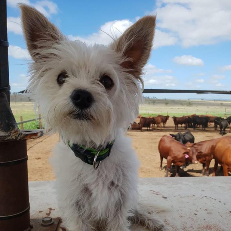 Casper loves to help out on the farm. Photo Fiona McDiarmid