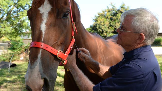 Veterinary Surgeon David Lemmon of Northern Beaches Veterinary Sugery examines Dr Barnard.Photo Lee Constable / Daily Mercury