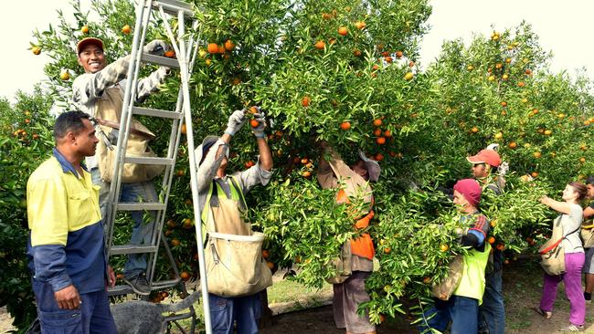 Backpackers and seasonal workers picking oranges. Picture: Noel Thompson